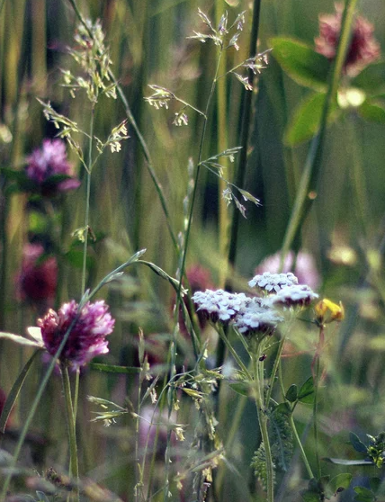 Wild Breath Wildblumenkerze für Männer – Frischer Start in den Tag mit natürlichen Inhaltsstoffen – THE GNTL MEN